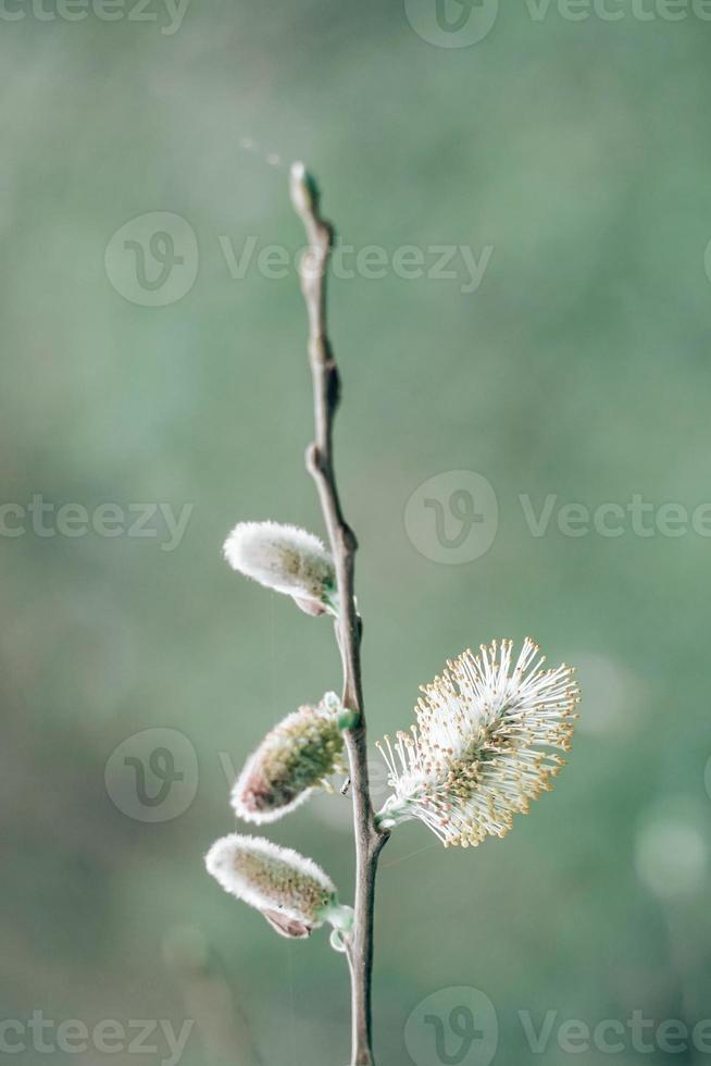 tree sprout in spring season photo