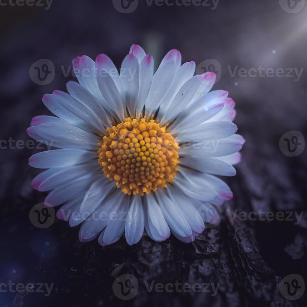 romantic daisy flower in spring season photo