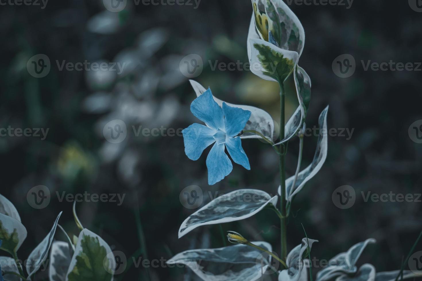 hermosa flor azul en la temporada de primavera foto