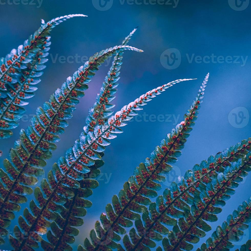 fern leaves in spring season photo