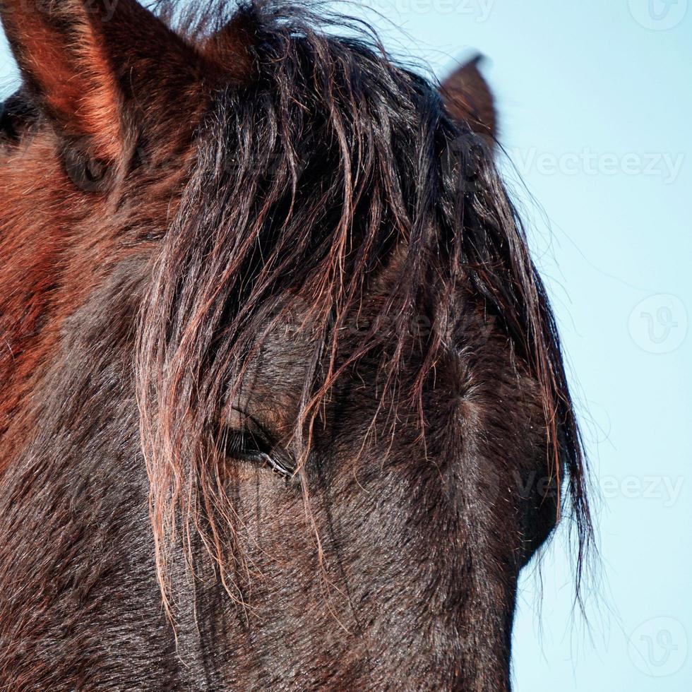 hermoso retrato de caballo negro foto