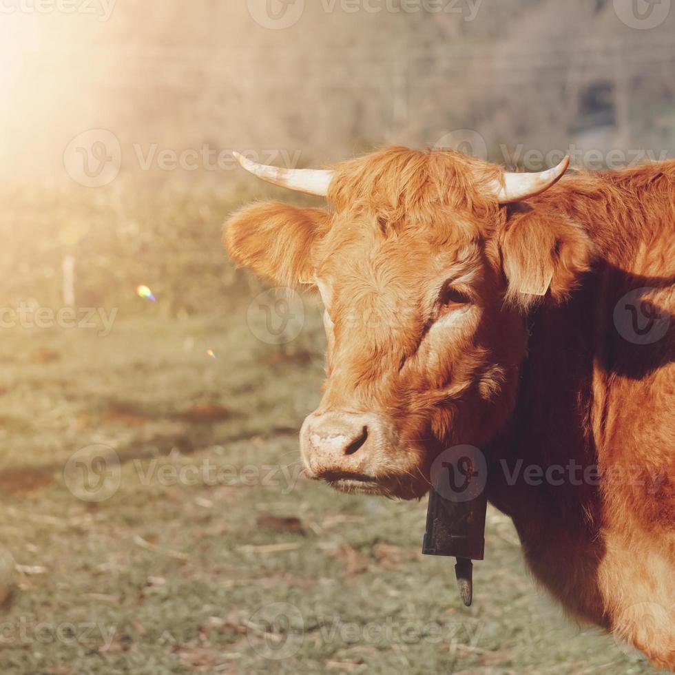 retrato de vaca marrón en el prado foto