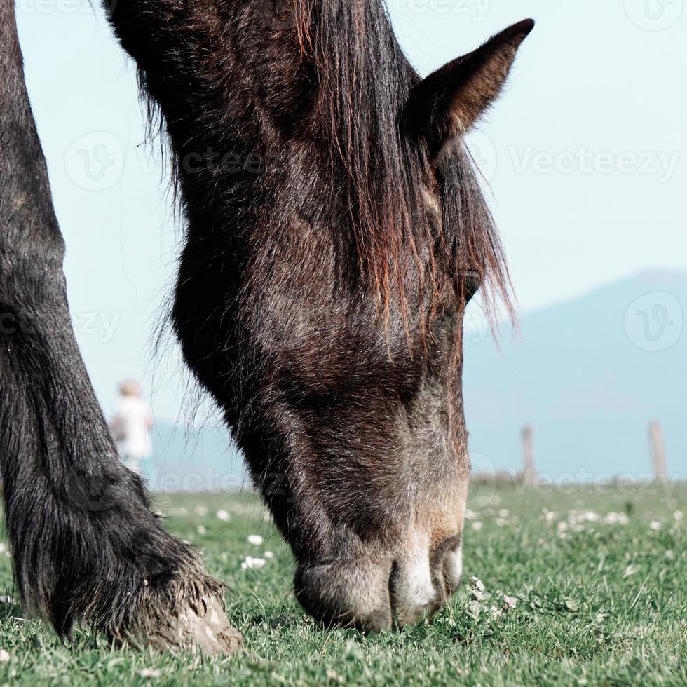 hermoso retrato de caballo negro foto