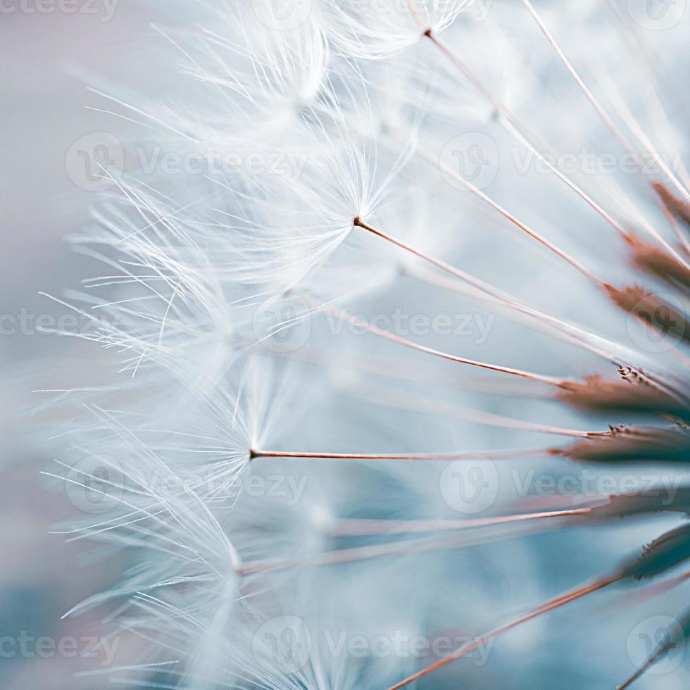 romantic dandelion flower in springtime photo