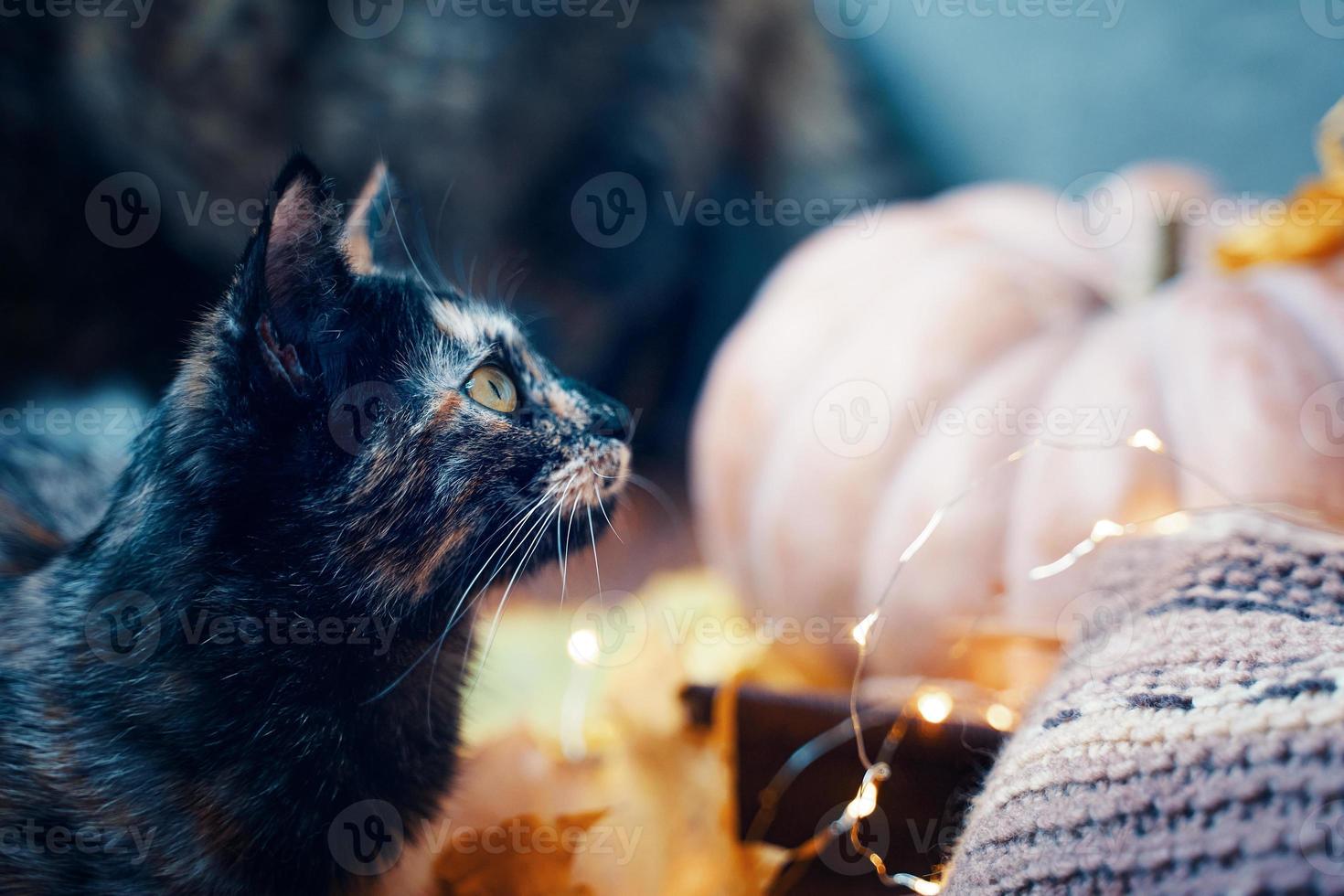 Cute curious cat looks up. photo