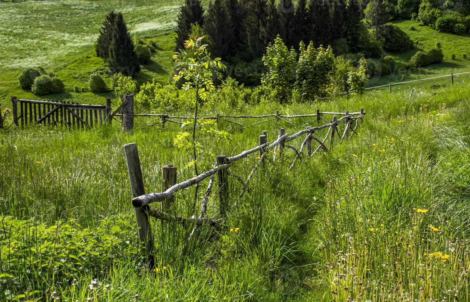 Wooden fence and tall grass photo