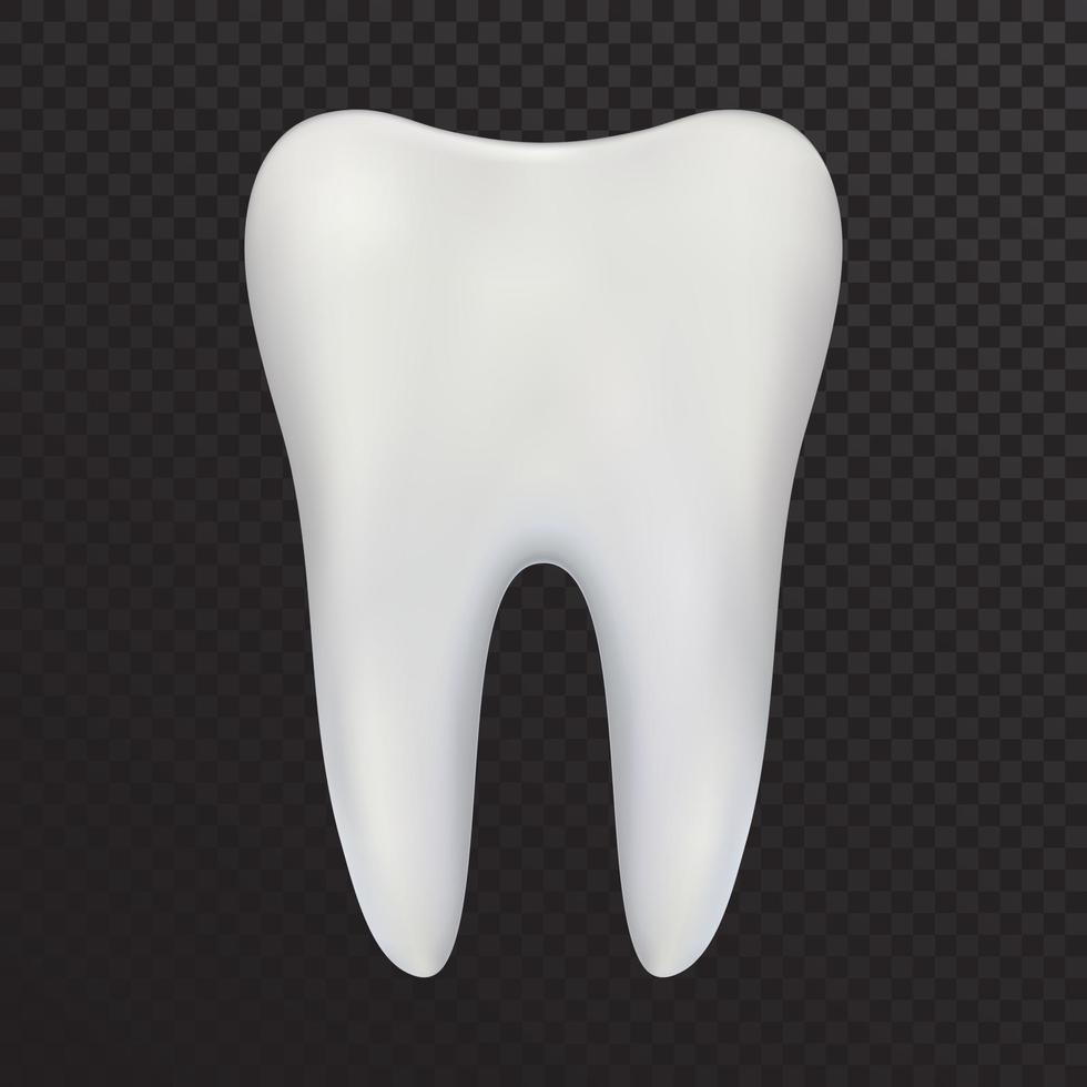 Realistic vector tooth molar Symbol of dentistry and health of teeth