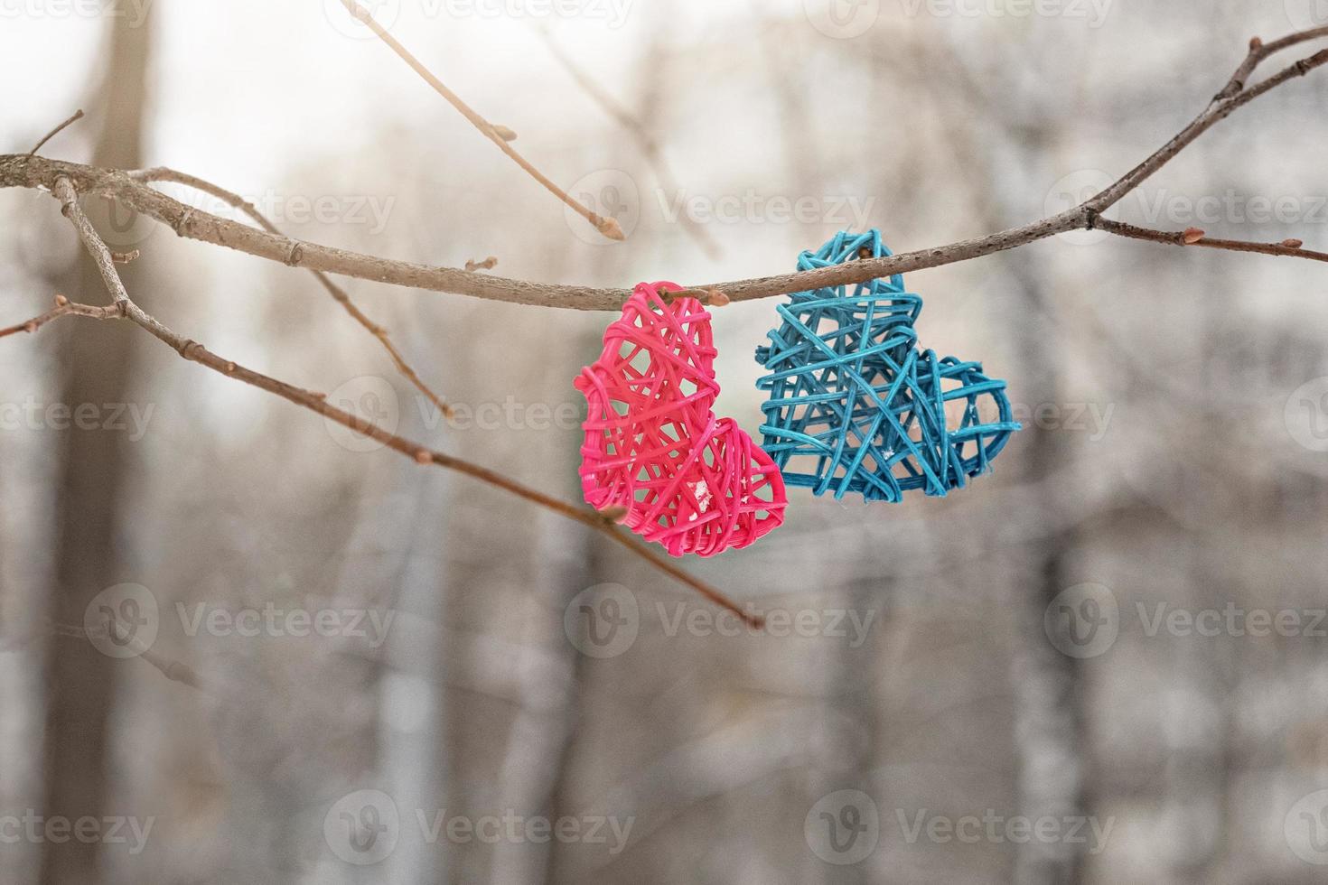 Two rattan hearts, pink and blue, on a tree branch. The Concept Of Valentine's Day photo
