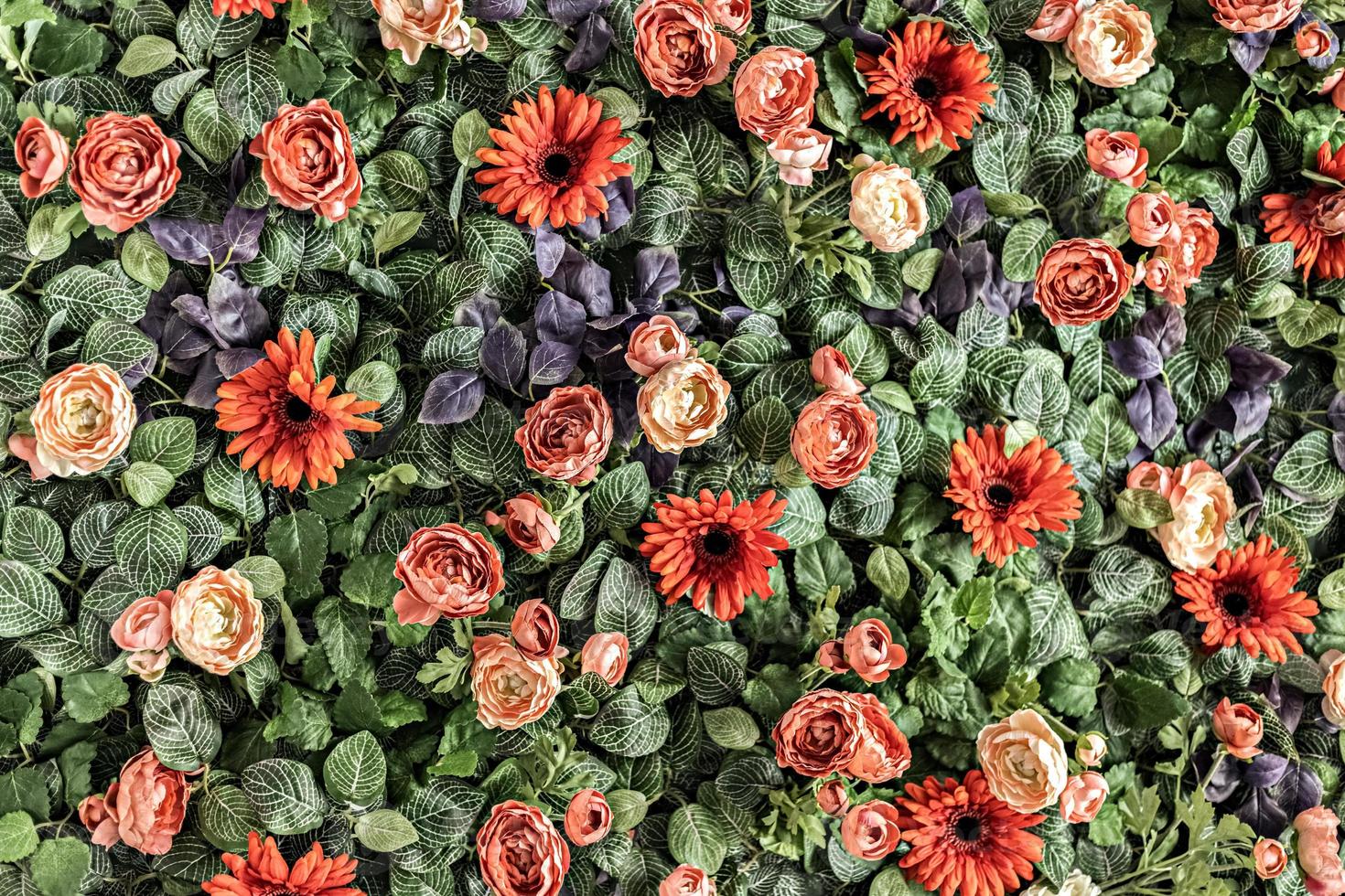 Background of spring artificial red and pink chrysanthemums and peony roses in the garden. Spring. Blooming wall. photo