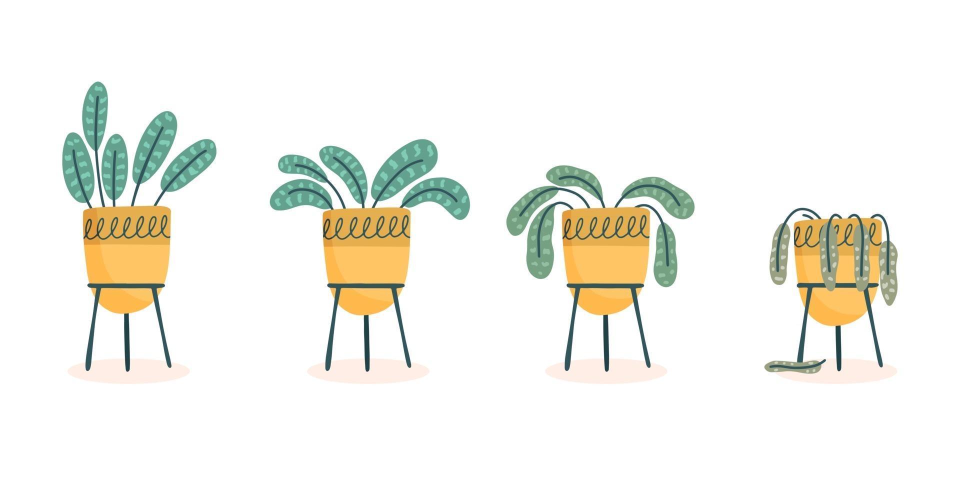 Stages of withering wilted flower in a vase abandoned plant without