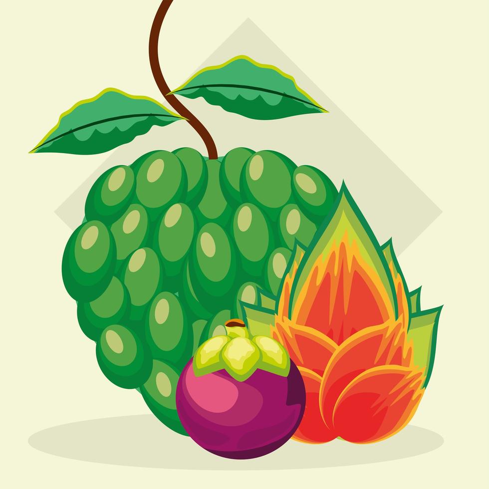 deliciosas frutas tropicales vector