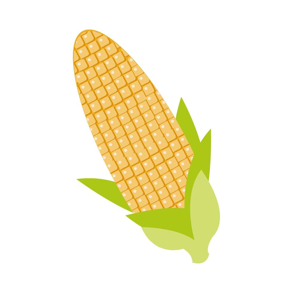 corn cob flat detailed style vector