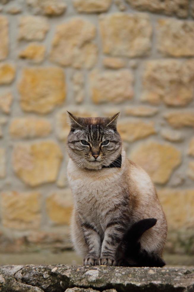 gato gordo casero en la calle foto