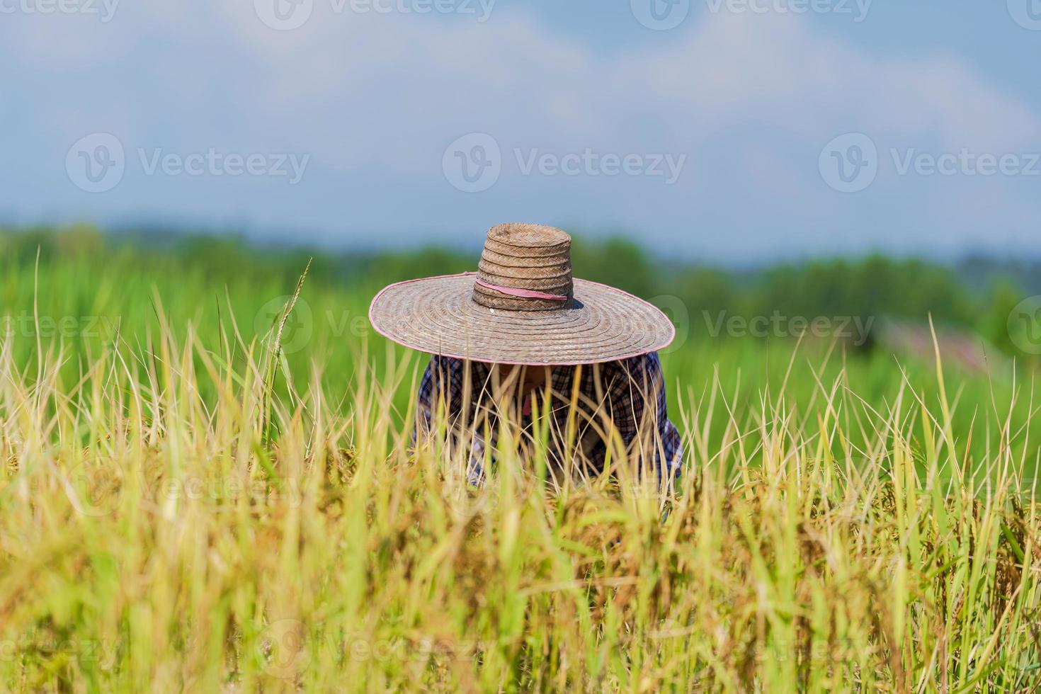 Granjero asiático que trabaja en el campo de arroz bajo un cielo azul foto