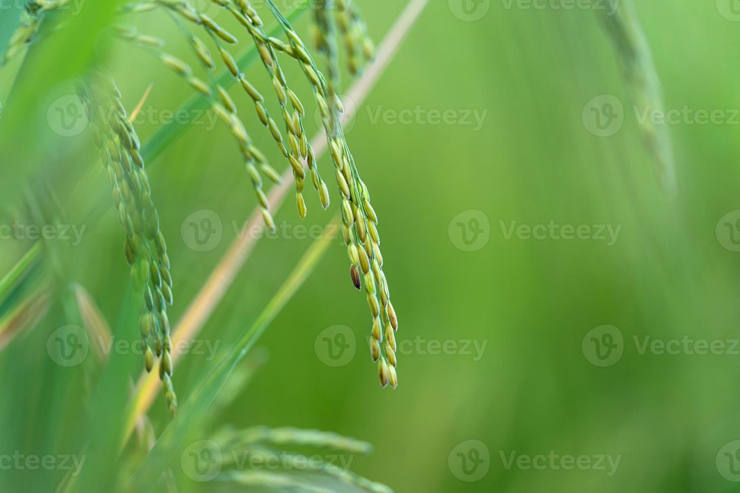 Cerca de la espiga de arroz en el campo de arroz foto