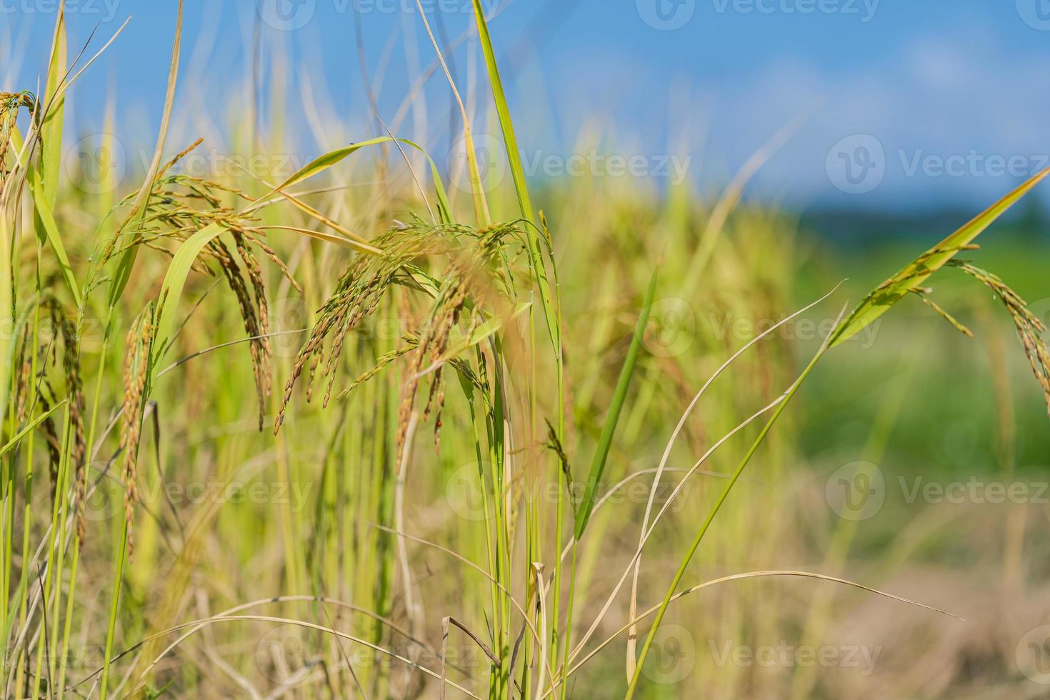 Rice Field in the morning under blue sky photo