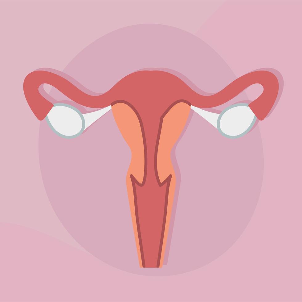 female reproductive system vector