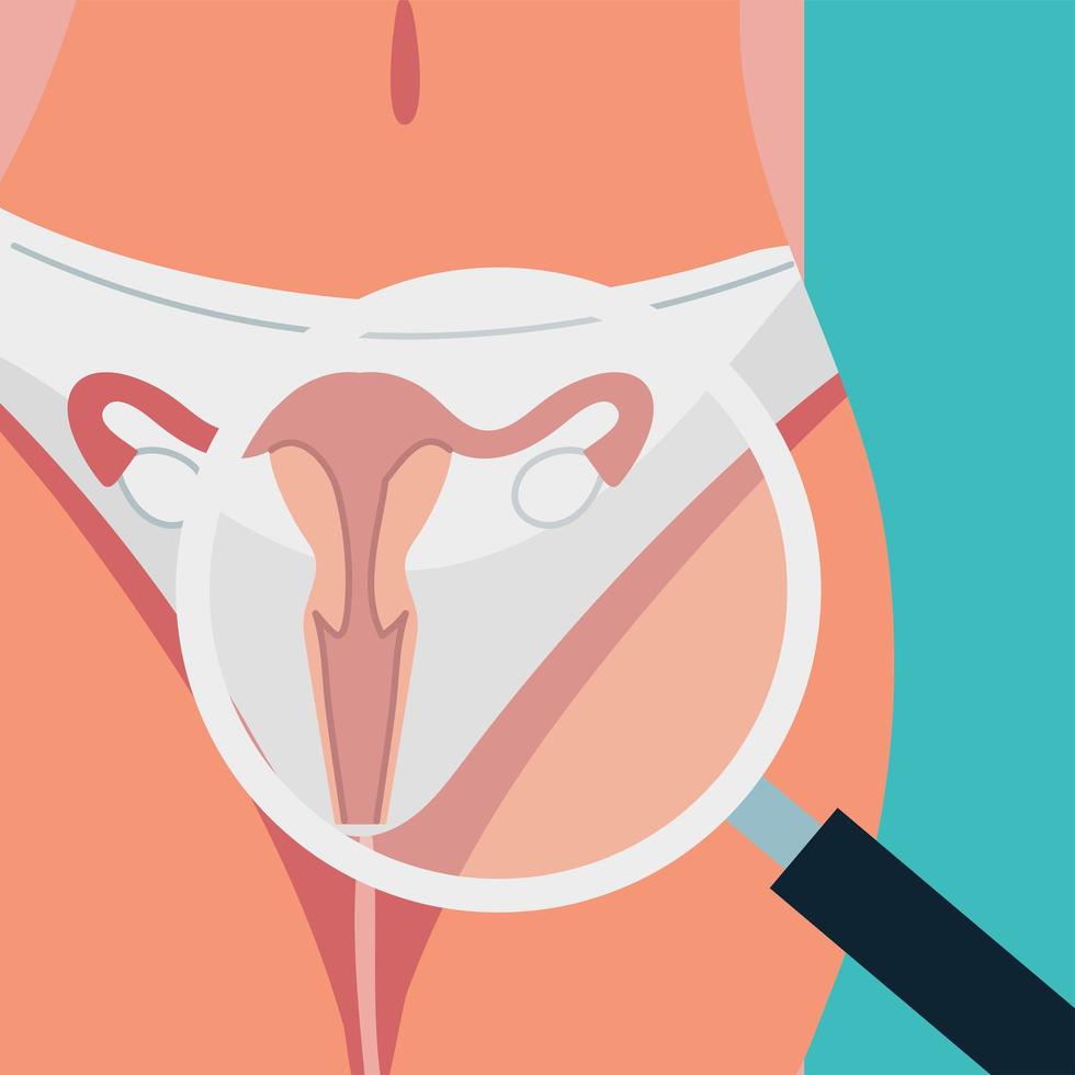 gynecology analysis uterus vector