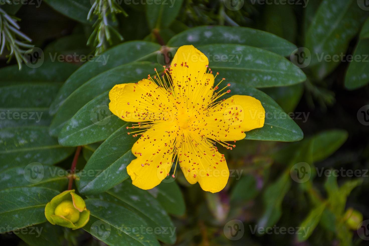 flor amarilla de san giovanni foto