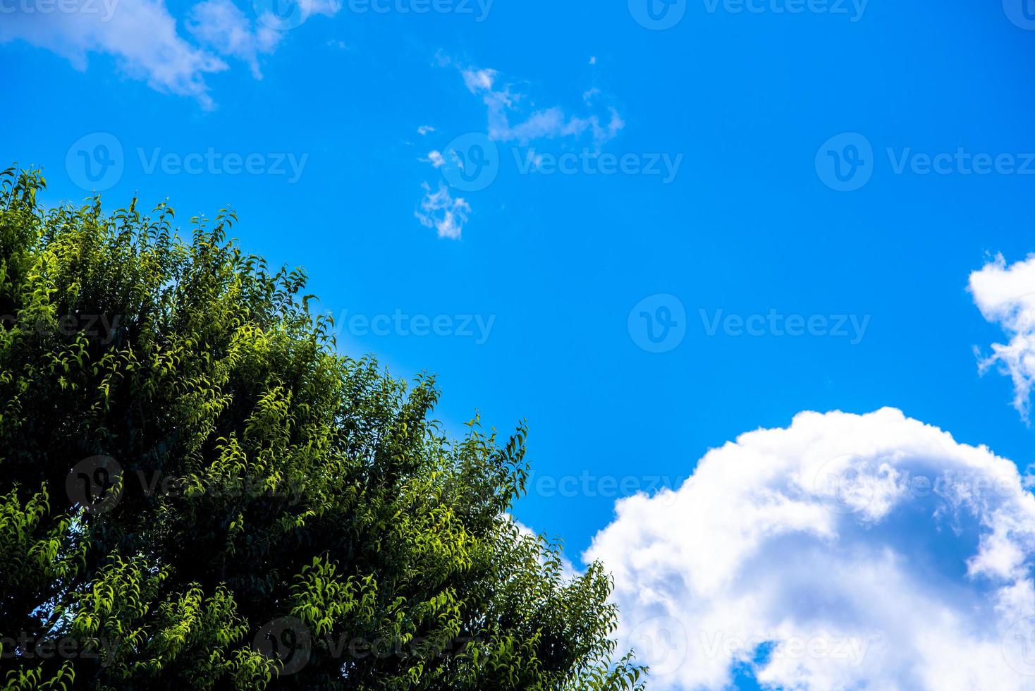 Tree and sky photo