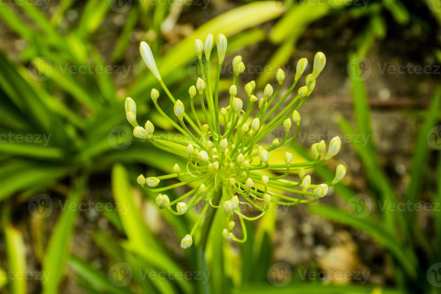 Yellow garlic allium flower photo