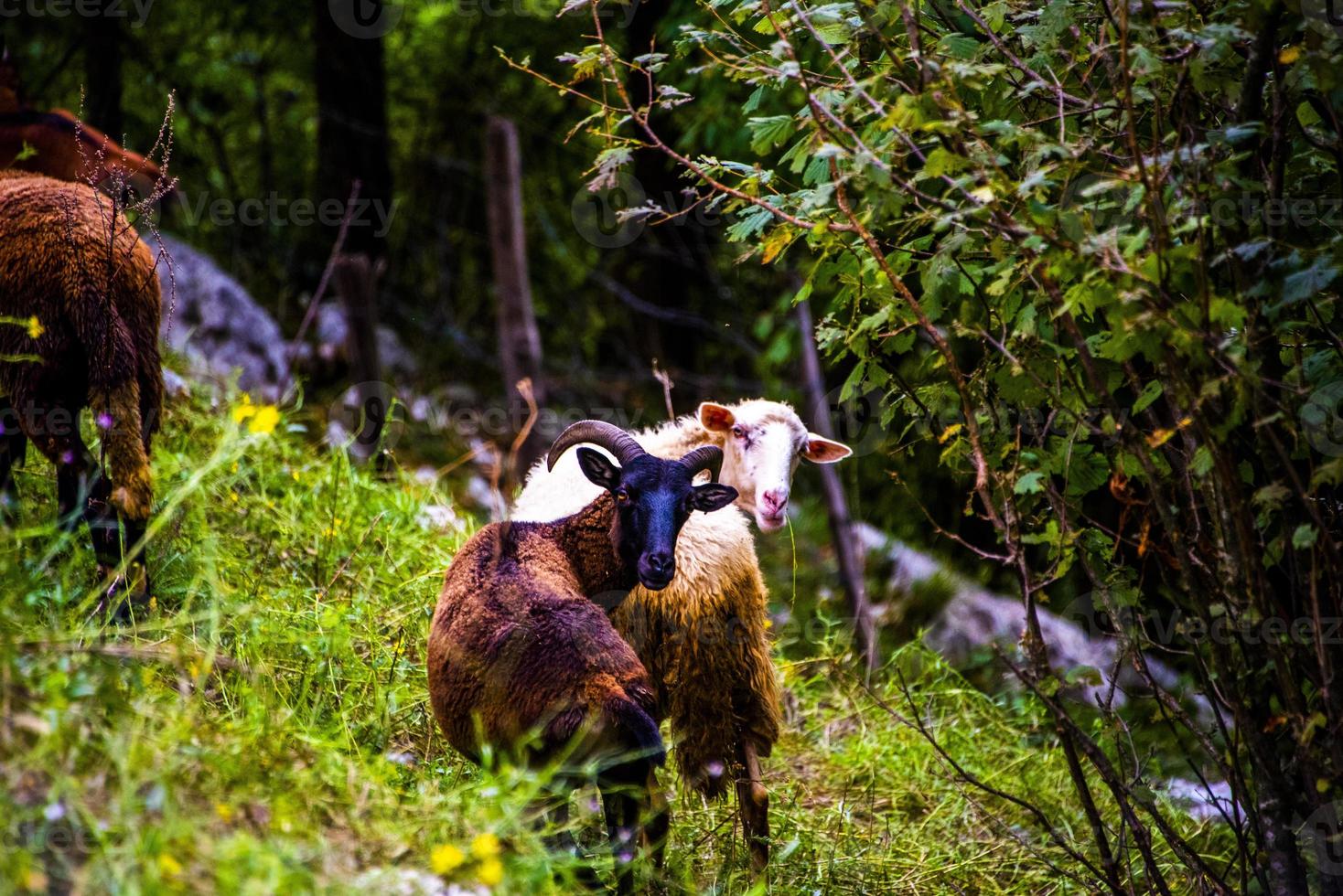 Goats on a hill photo