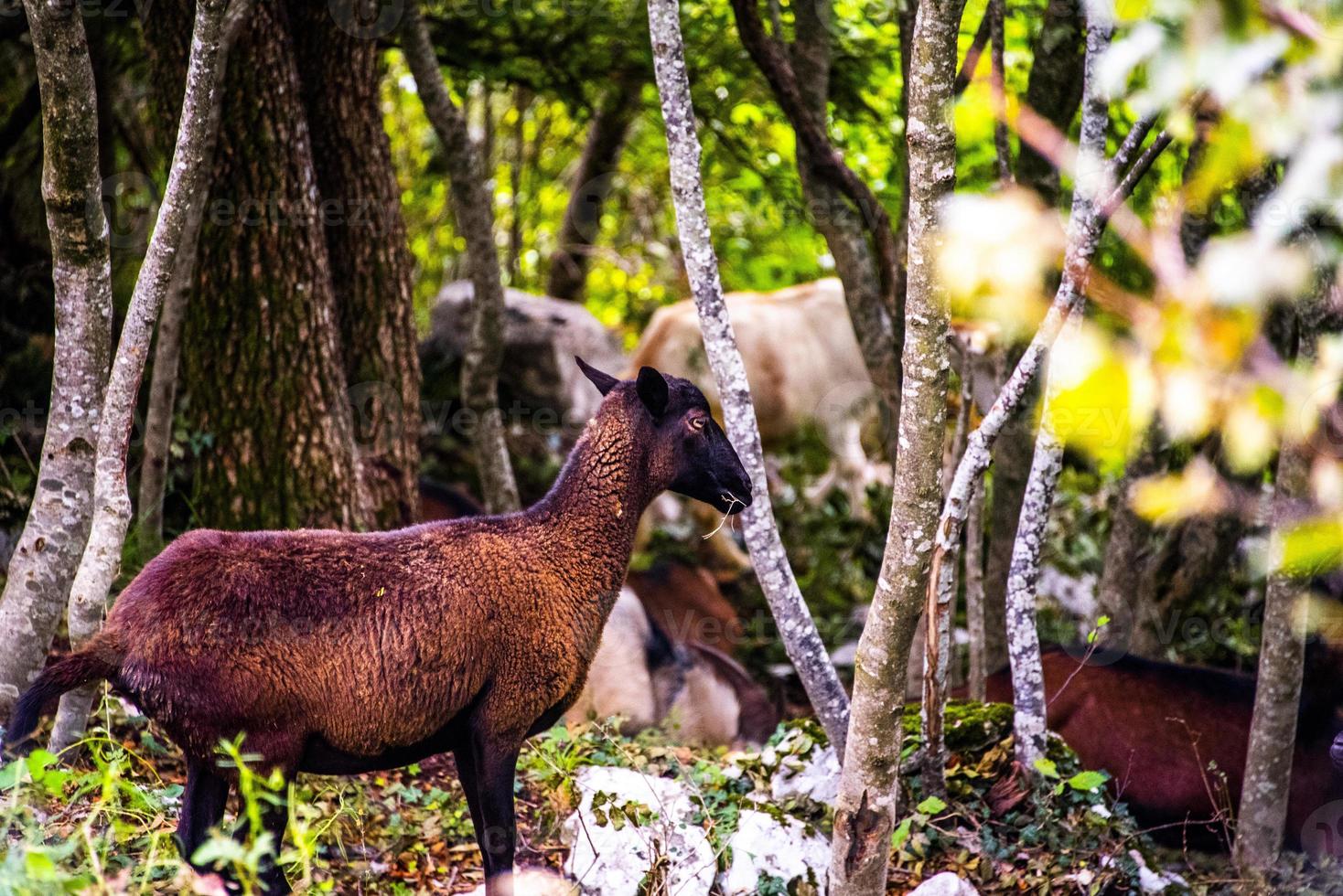 grupo de cabras foto