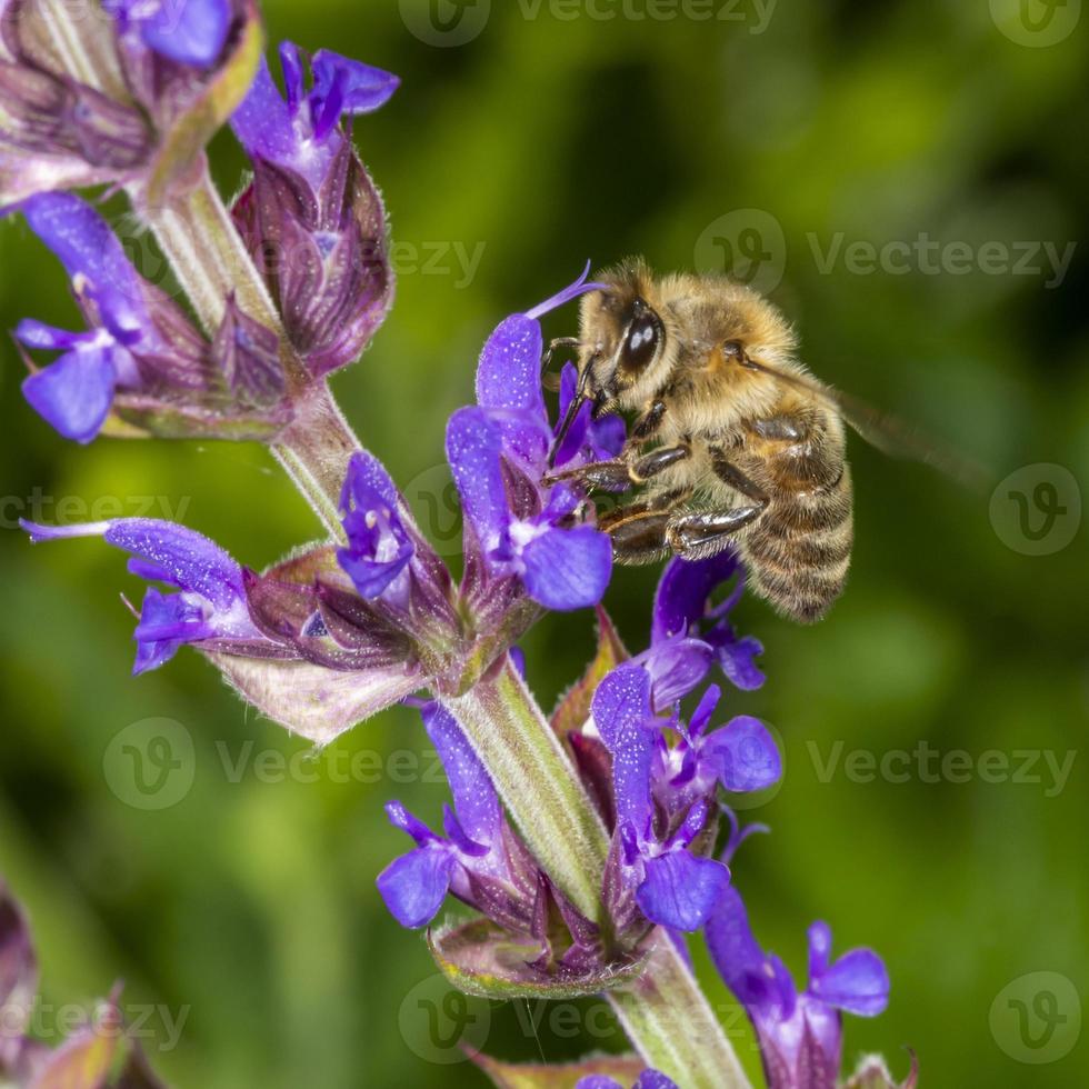 Honeybee in the spring is flying to a rosemary blossom photo