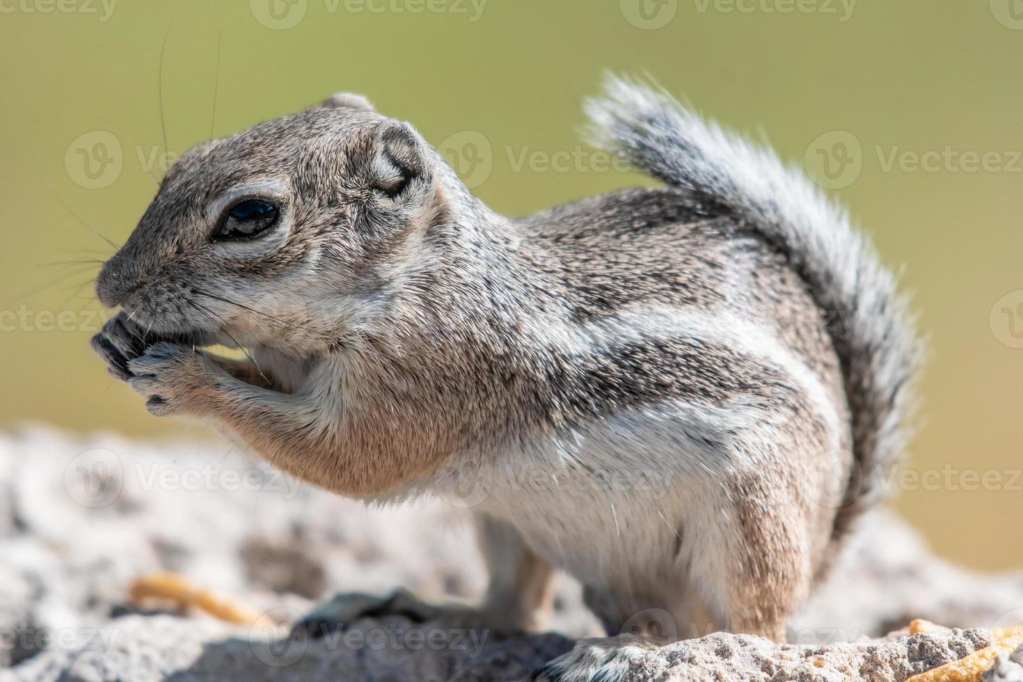 A single white tailed antelope squirrel photo