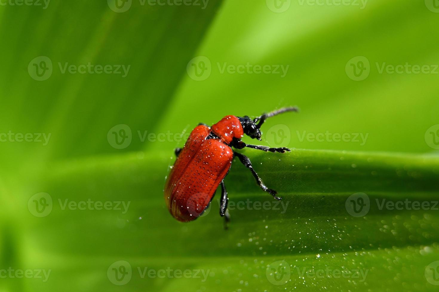 small red beetle on a green leaf photo