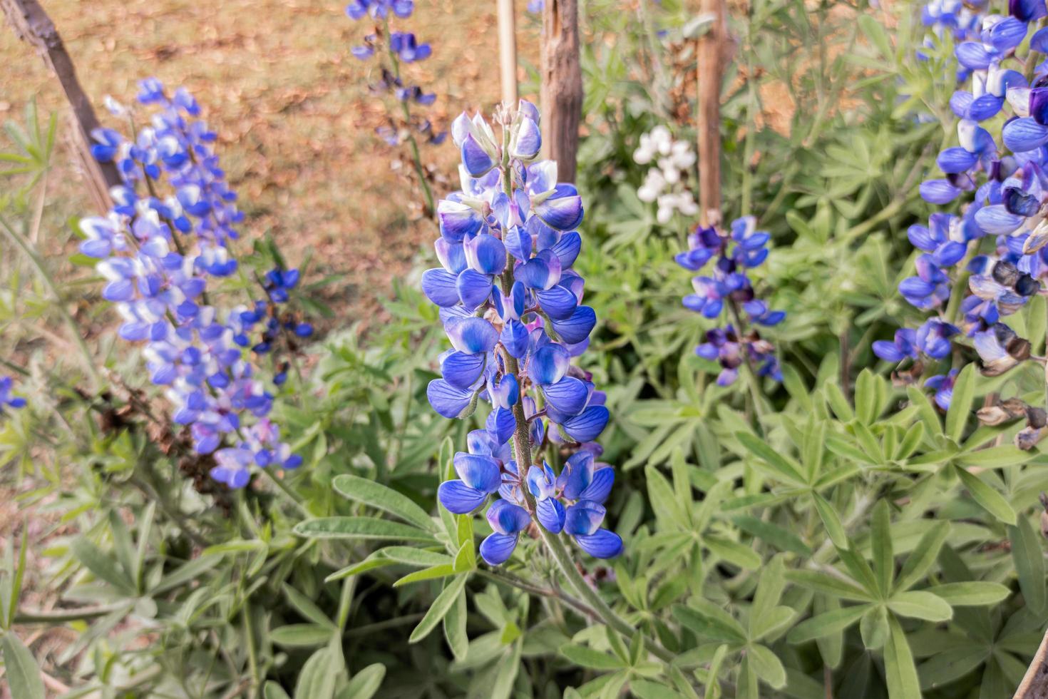 Beautiful blue lupine flowers and green leaves bloom in the garden photo