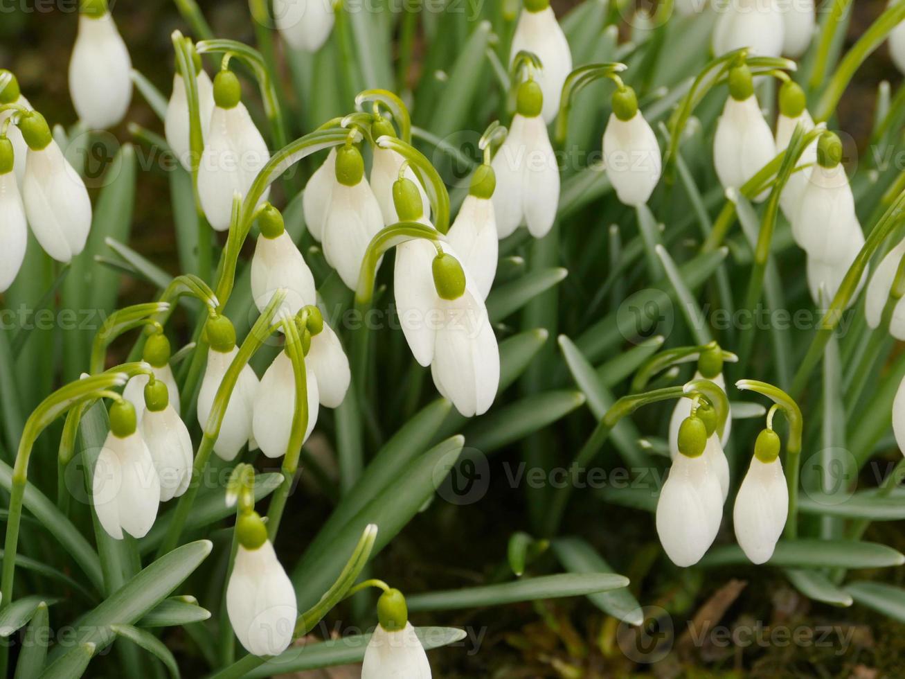 Snowdrops white primroses sway easily close-up photo