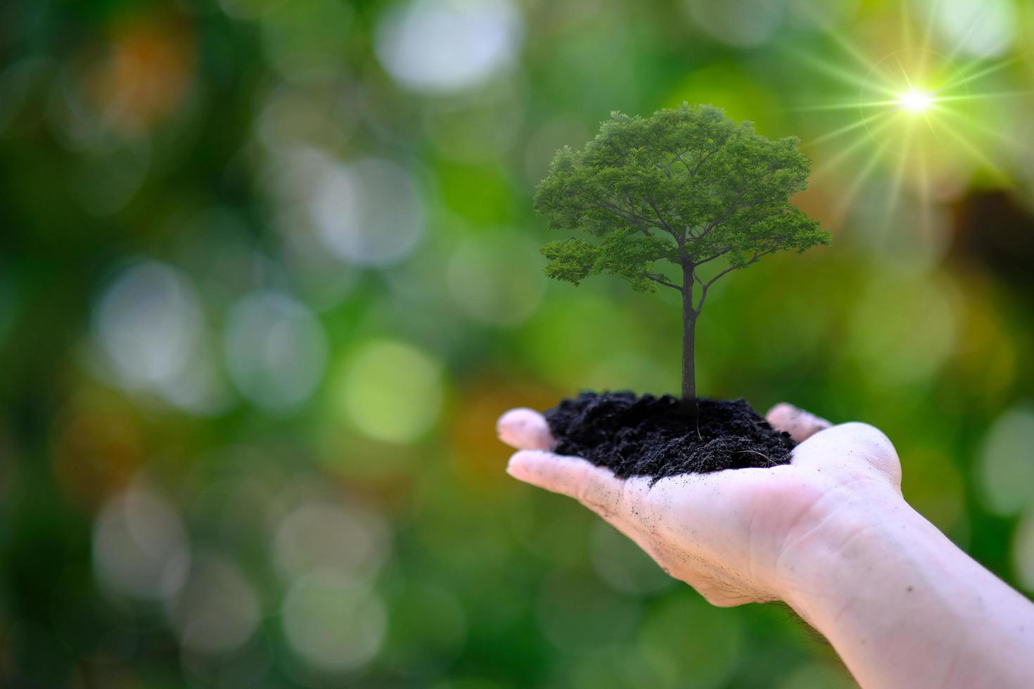 Hand holding a tree inside on a bokeh nature background photo