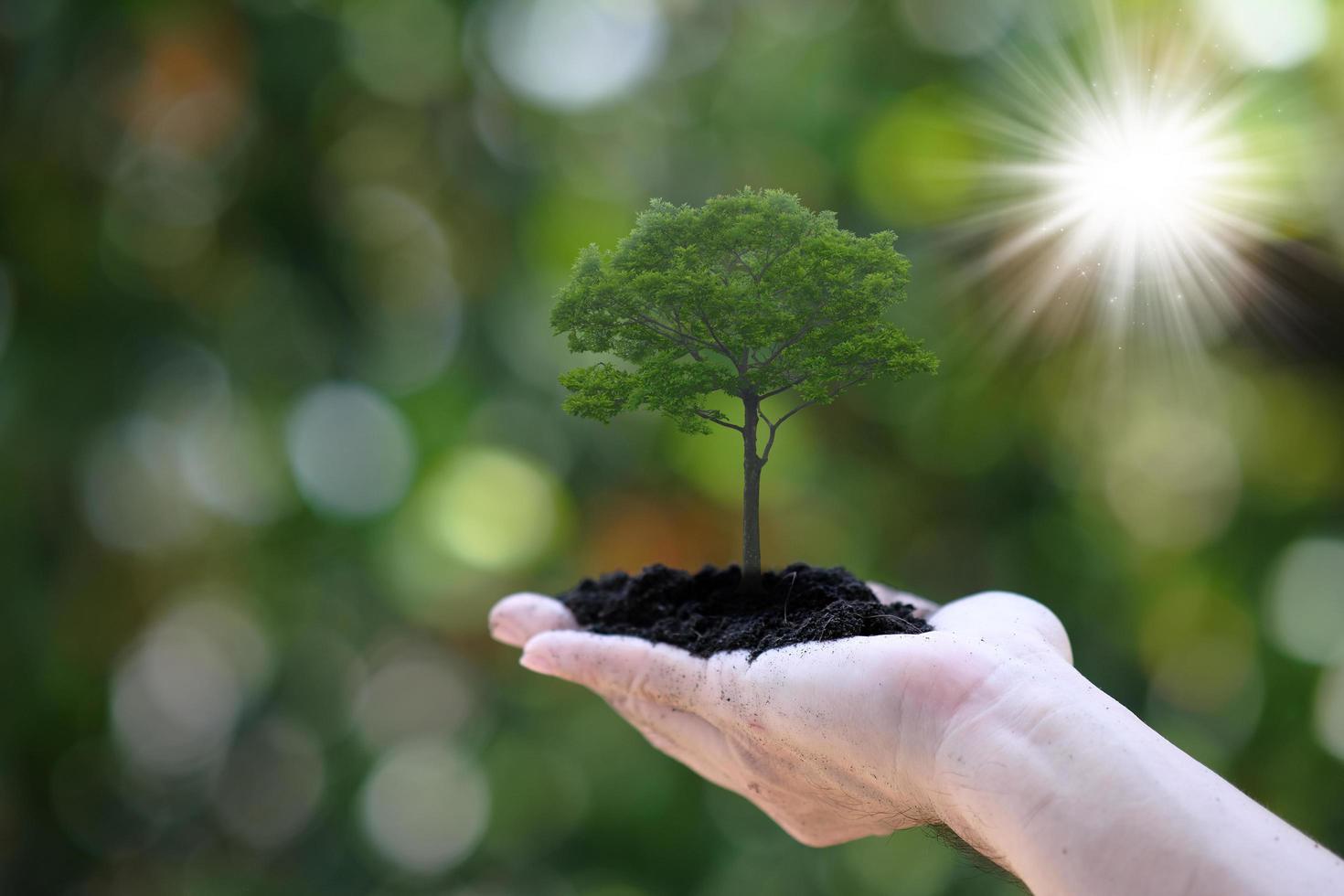 Human holding tree growing on green background photo