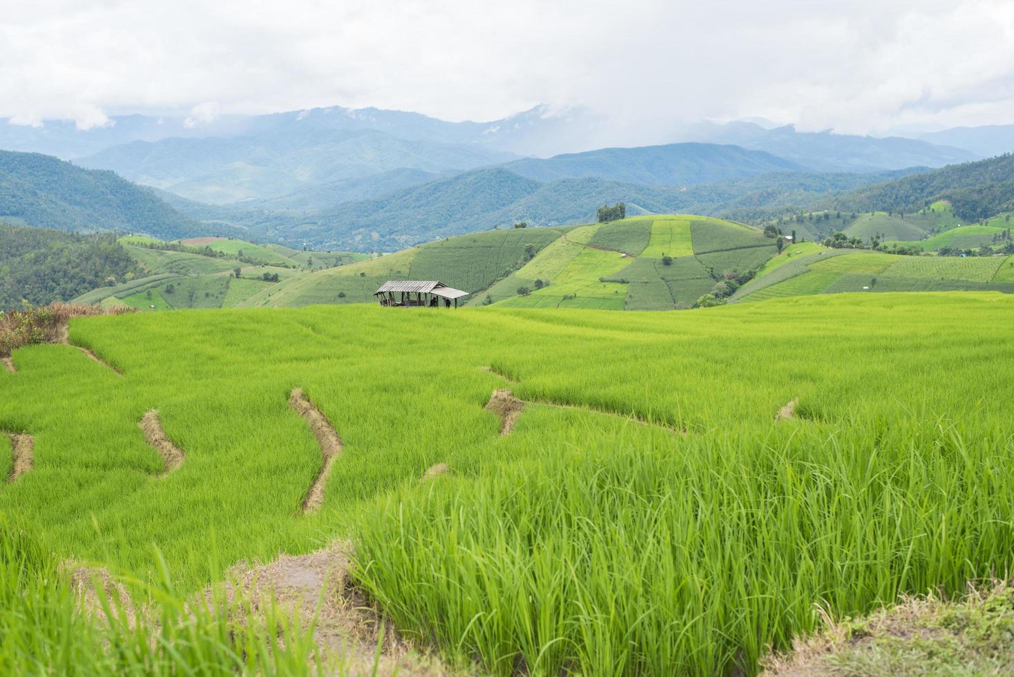 Terrazas de arroz verde en Filipinas. foto