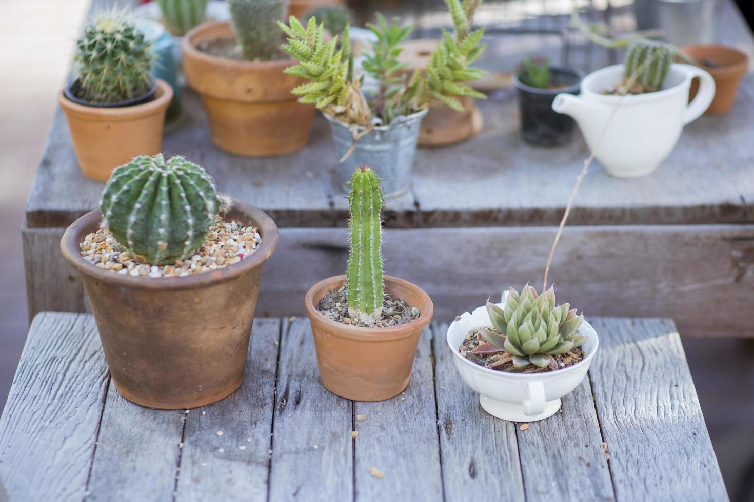 Clay pots with cactus photo