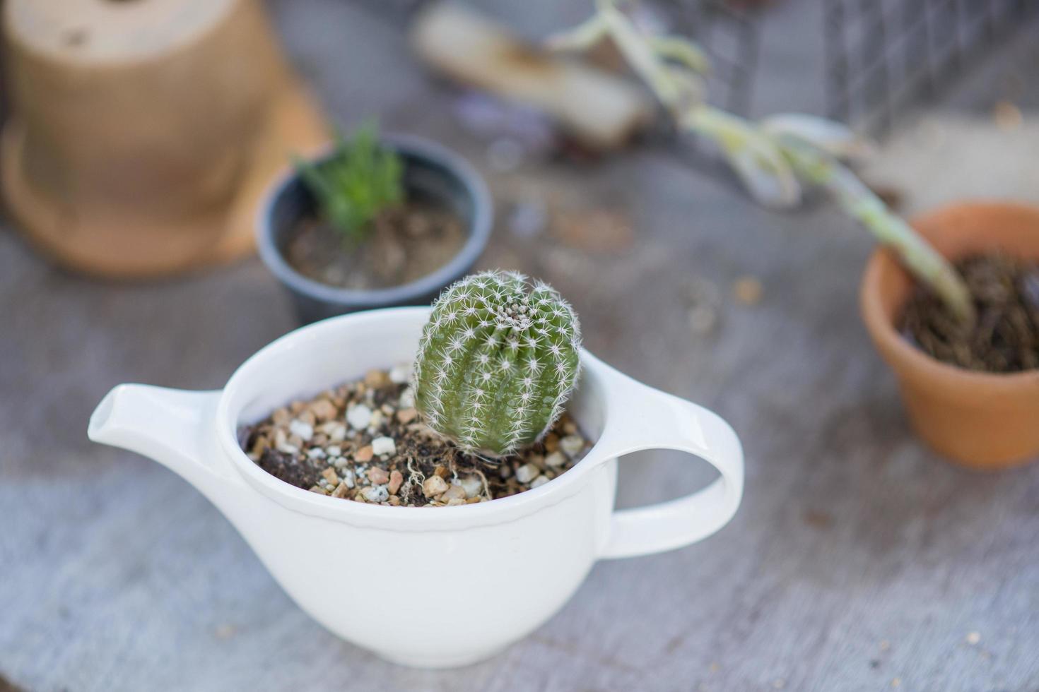 ollas de barro con cactus foto