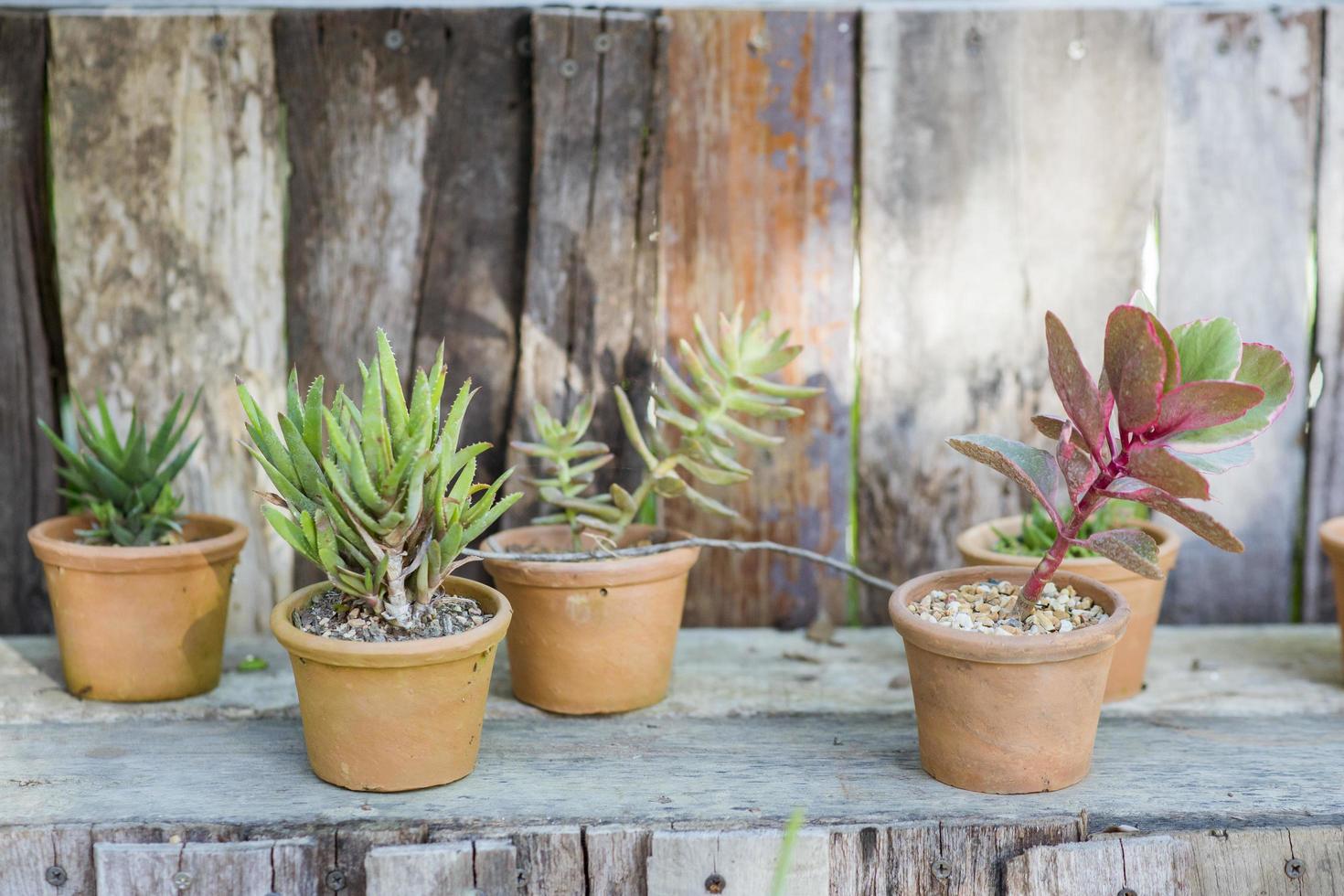 ollas de barro con cactus foto