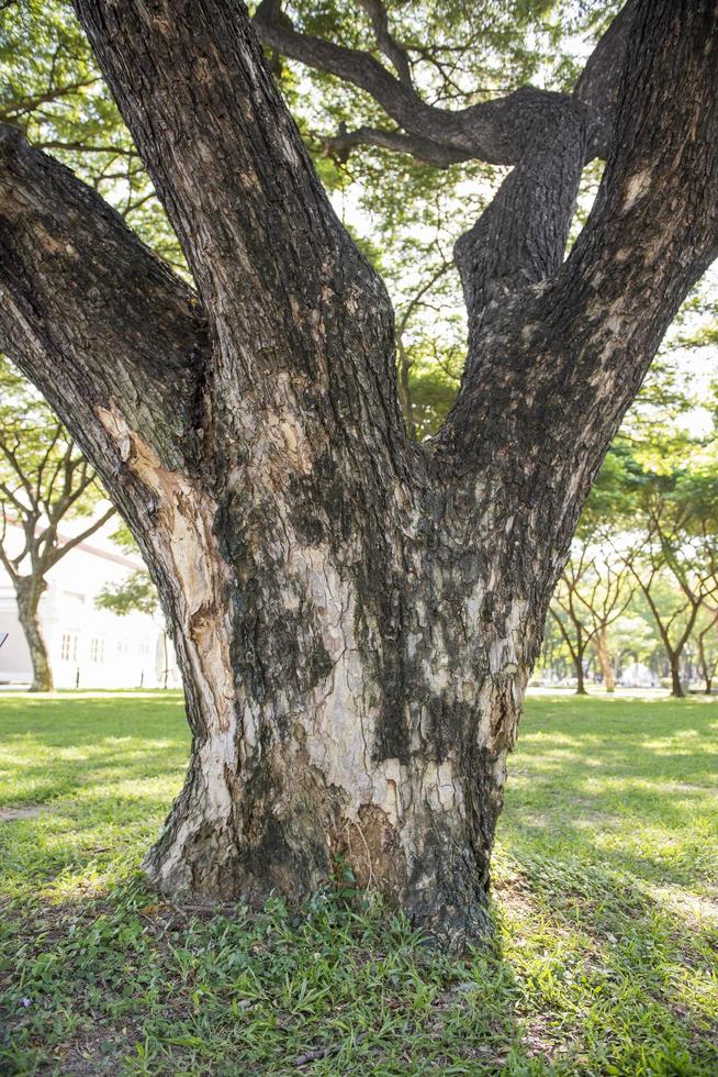 Big oak tree photo