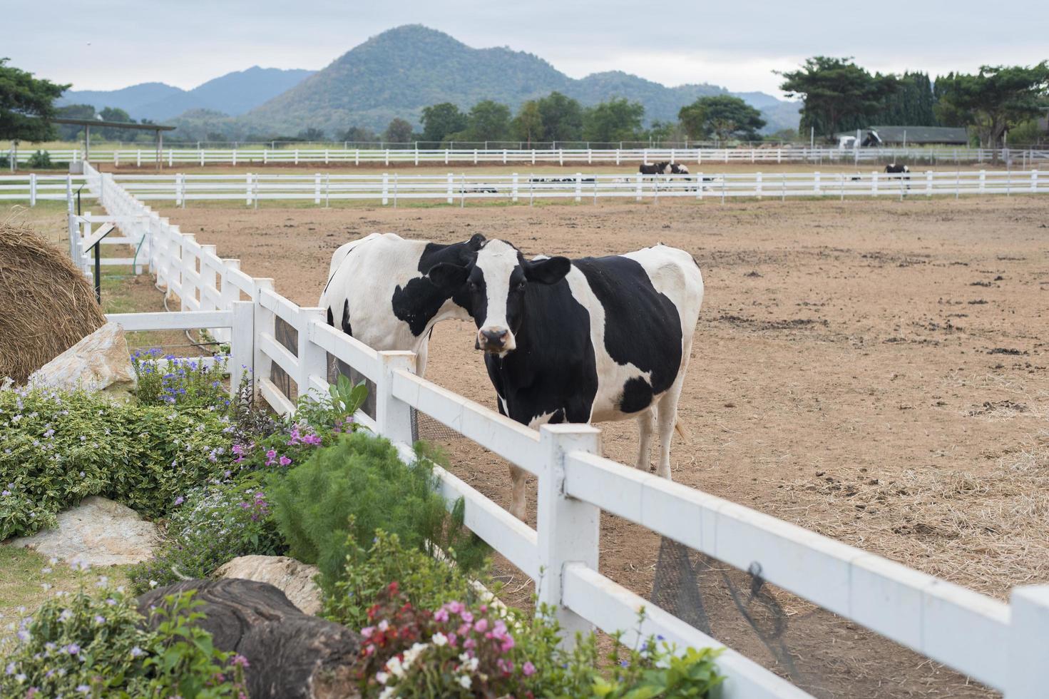 Cows grazing on field photo