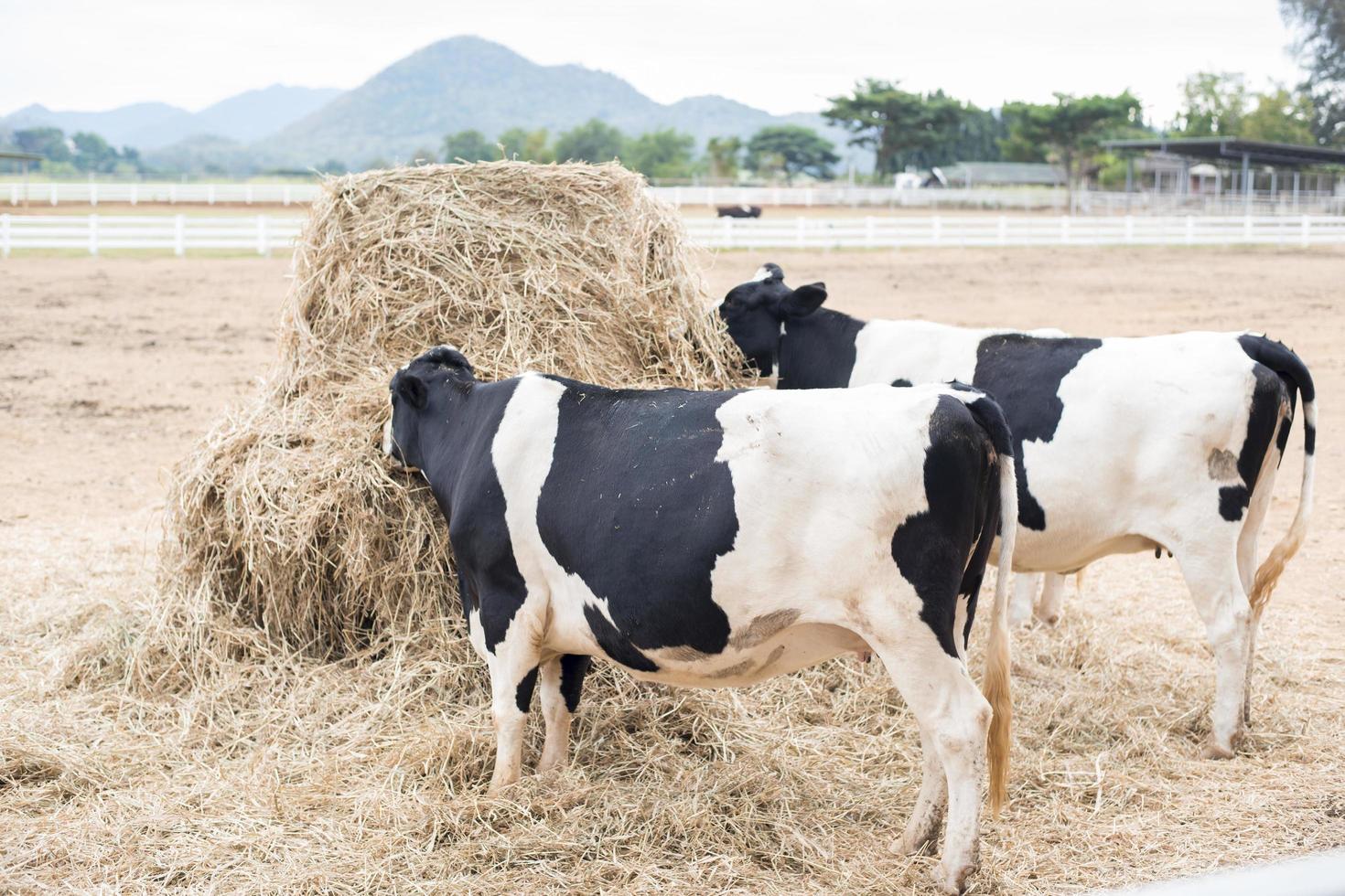 vacas pastando en el campo foto