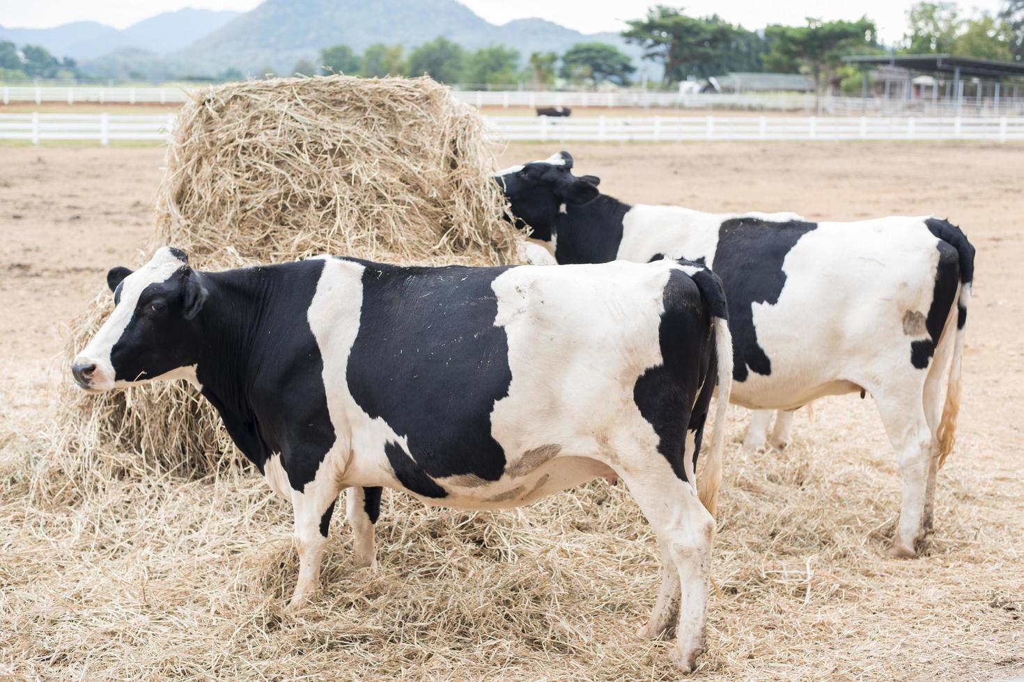 Cows grazing on field photo