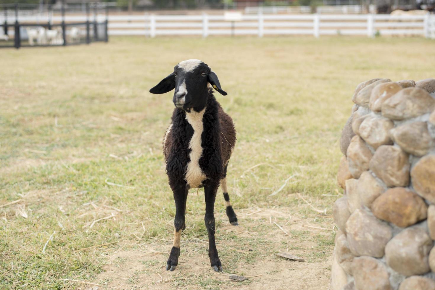 Goat in the field photo