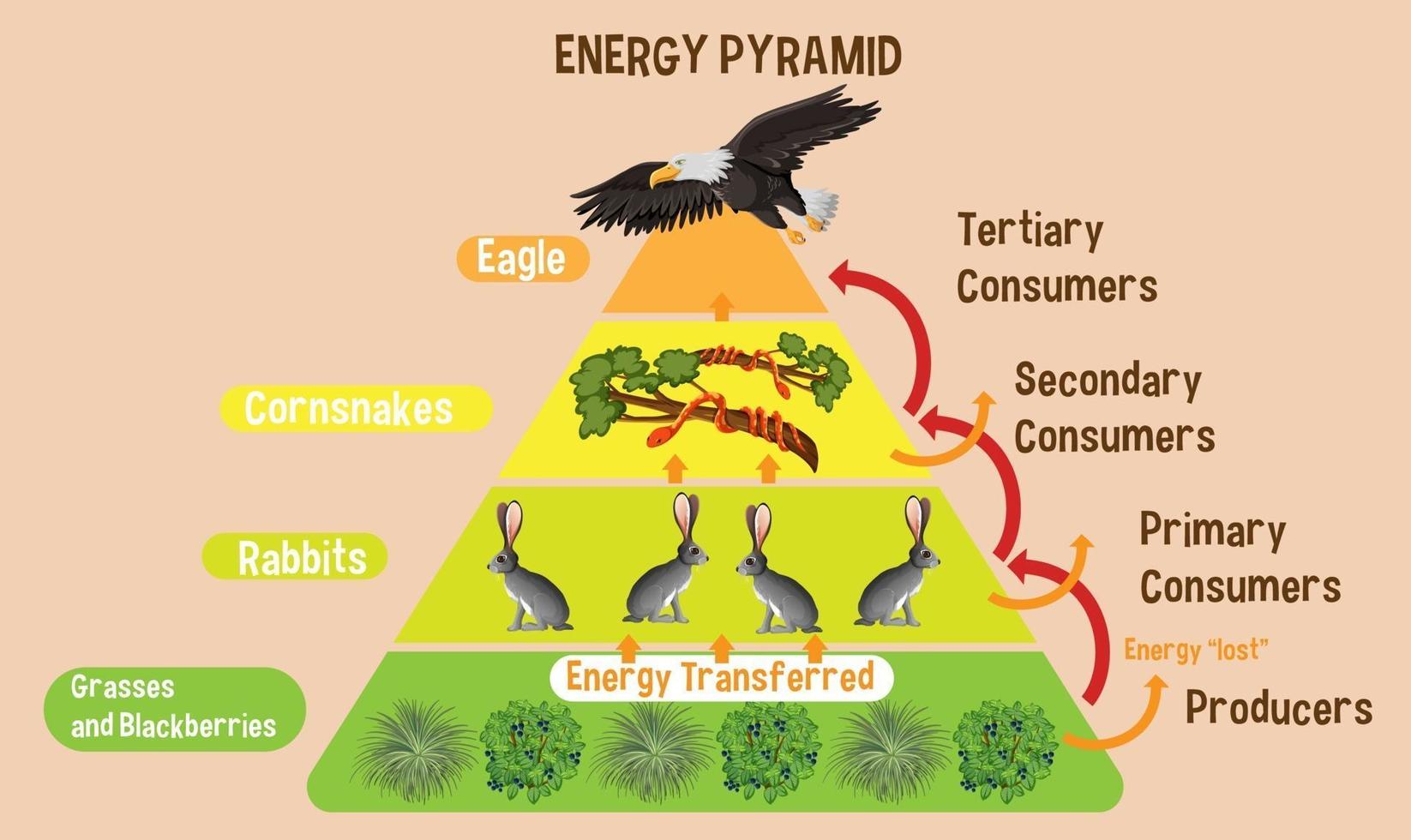 Diagrama que muestra la pirámide de energía para la educación. vector