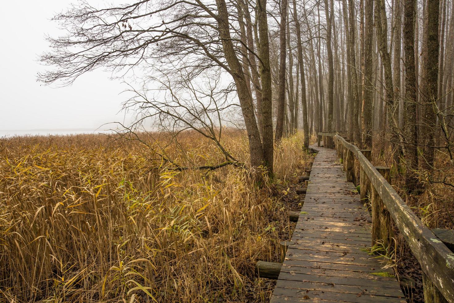 Boardwalk near flooded lake  and woodland landscape in late autumn photo
