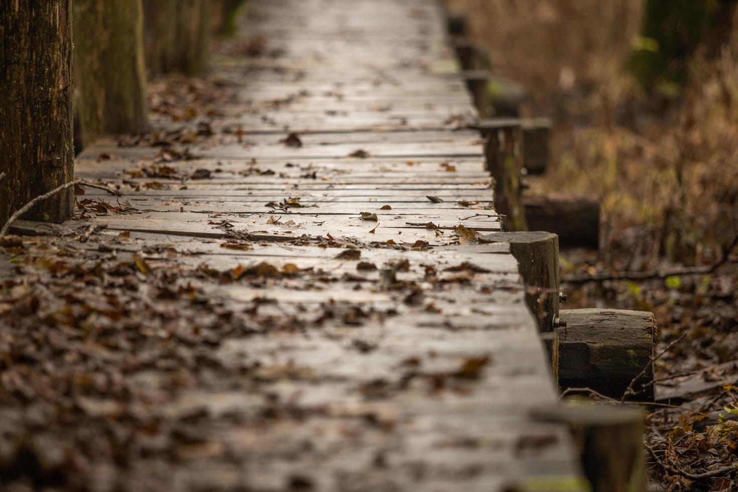 Boardwalk close up  low angle view in autumn photo