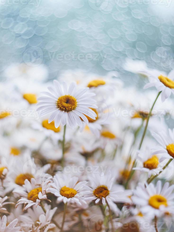 Daisies on a blurry background with bokeh photo