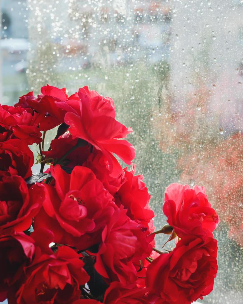 Bouquet of red roses on the background of the window photo