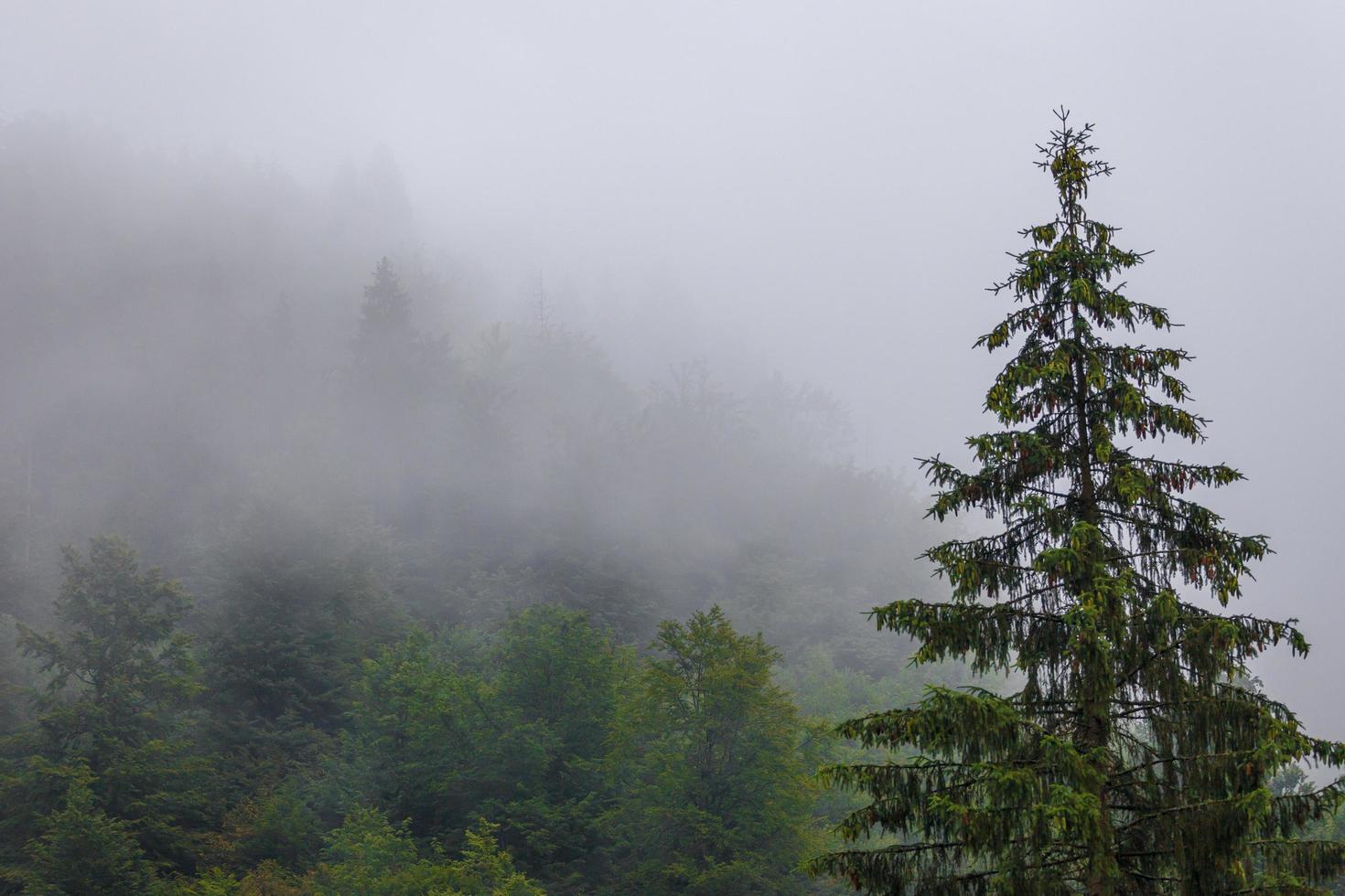Misty forrest during autumn rainy season photo