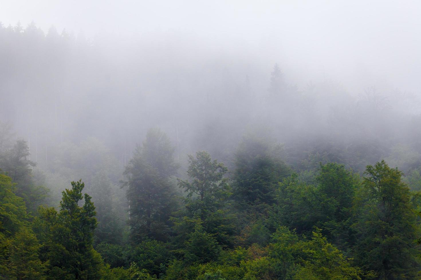 Misty forrest during autumn rainy season photo